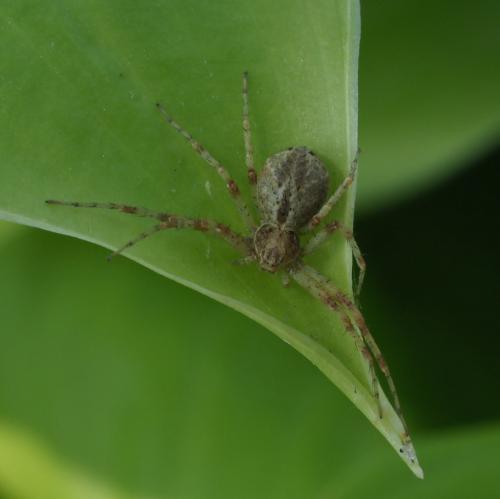 Philodromus sp.